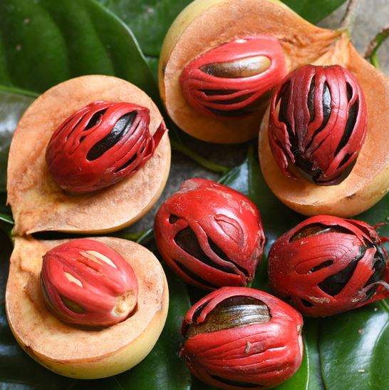 Nutmeg fruit benefits